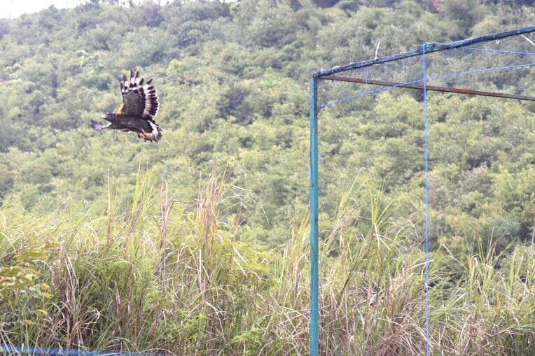 Mengantar Pasangan Alamsyah - Deede Kembali Ke Hutan