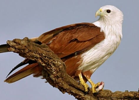 Lestarikan Elang Bondol, Pertamina Kerjasama Dengan Jaan