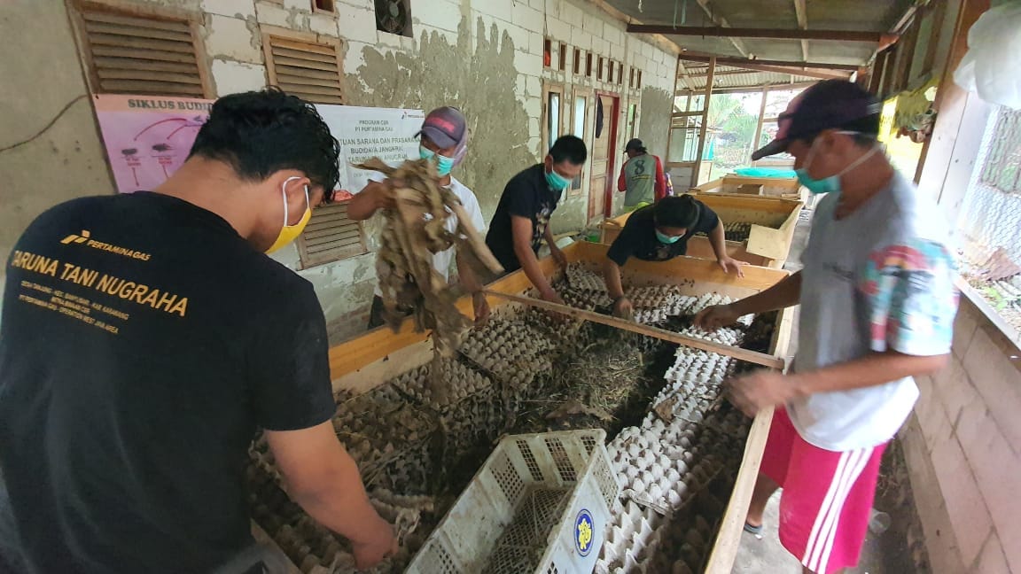 Burung Kicau Sedang Marak, Mitra Binaan Pertagas Budidaya Jangkrik