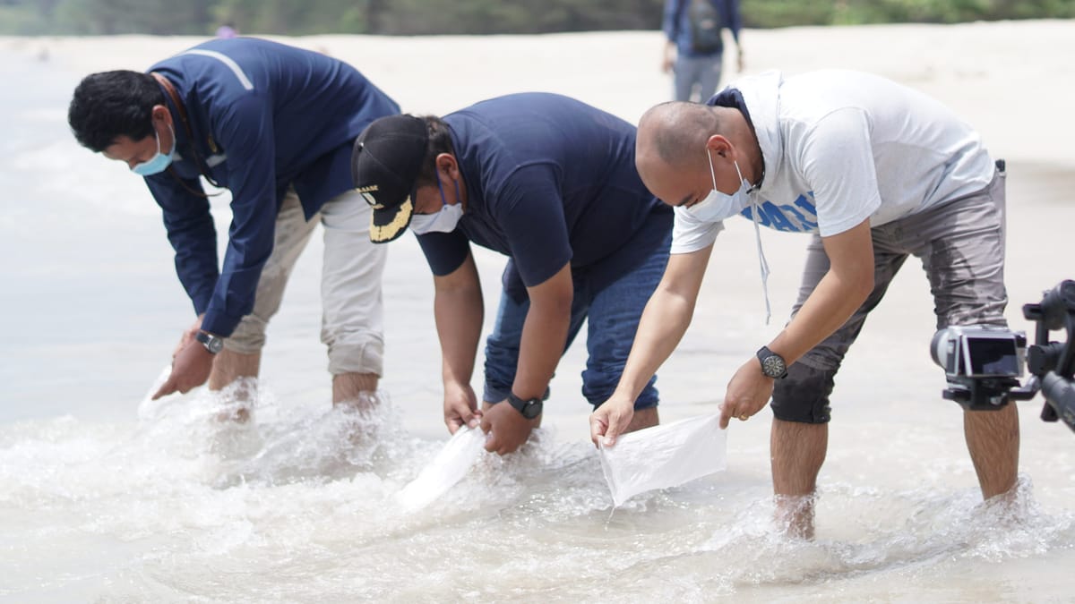 PT Timah Lepas Ratusan Anakan Cumi Di Pantai Tikus, Bangka
