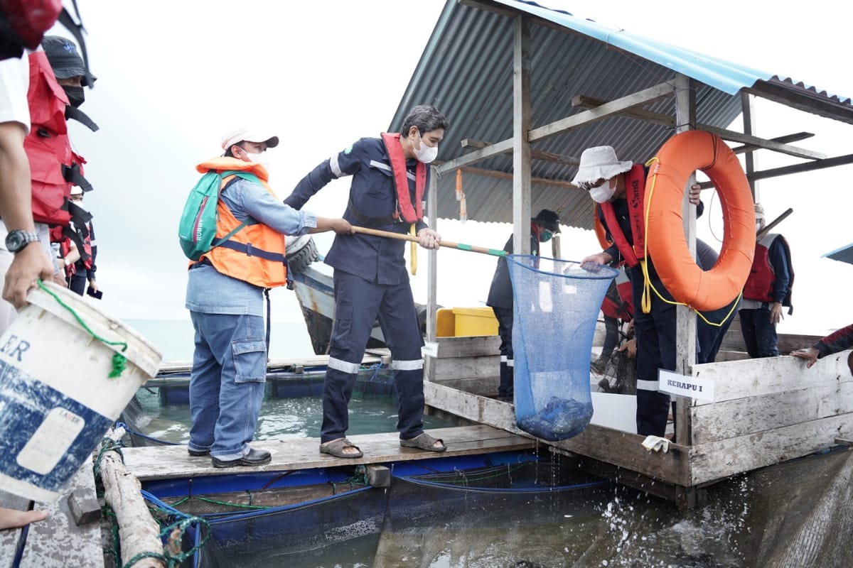 PT Timah,Tbk Sukses Laksanakan Budidaya Ikan dan Udang di Kawasan Penambangan Laut Aktif