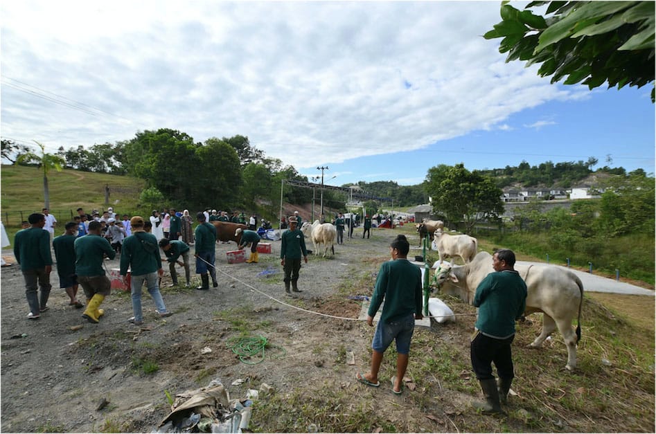PTBA Salurkan 196 Sapi dan 62 Kambing Kurban Kepada Masyarakat Lingkar Tambang