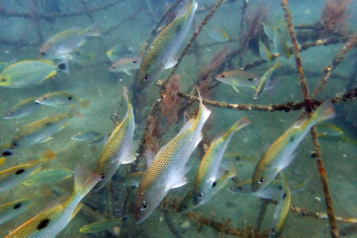 PT Timah Tbk Jaga Keseimbangan Ekosistem Lingkungan Lewat Reklamasi Laut