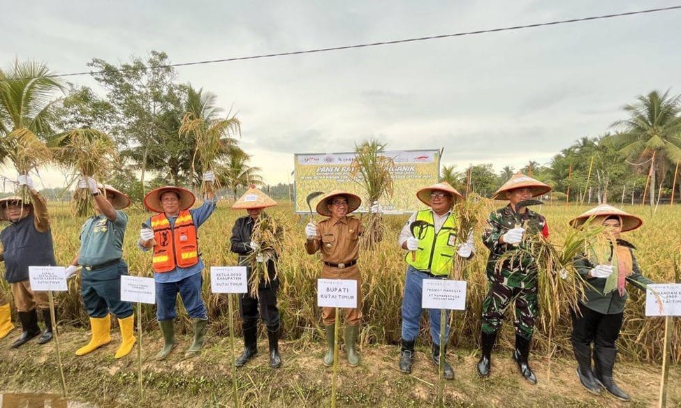 Pertama di Kaltim, Kelompok Tani Binaan PT PAMA INDO Panen Padi Organik 5,5 Ton