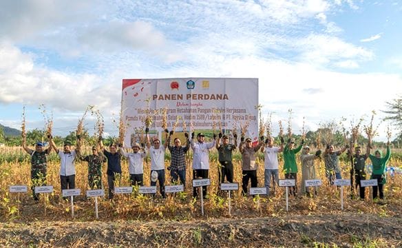 Petani Binaan Harita Nickel Panen Perdana Kedelai 2,9 Ton per Hektar, Lampaui Produksi Nasional