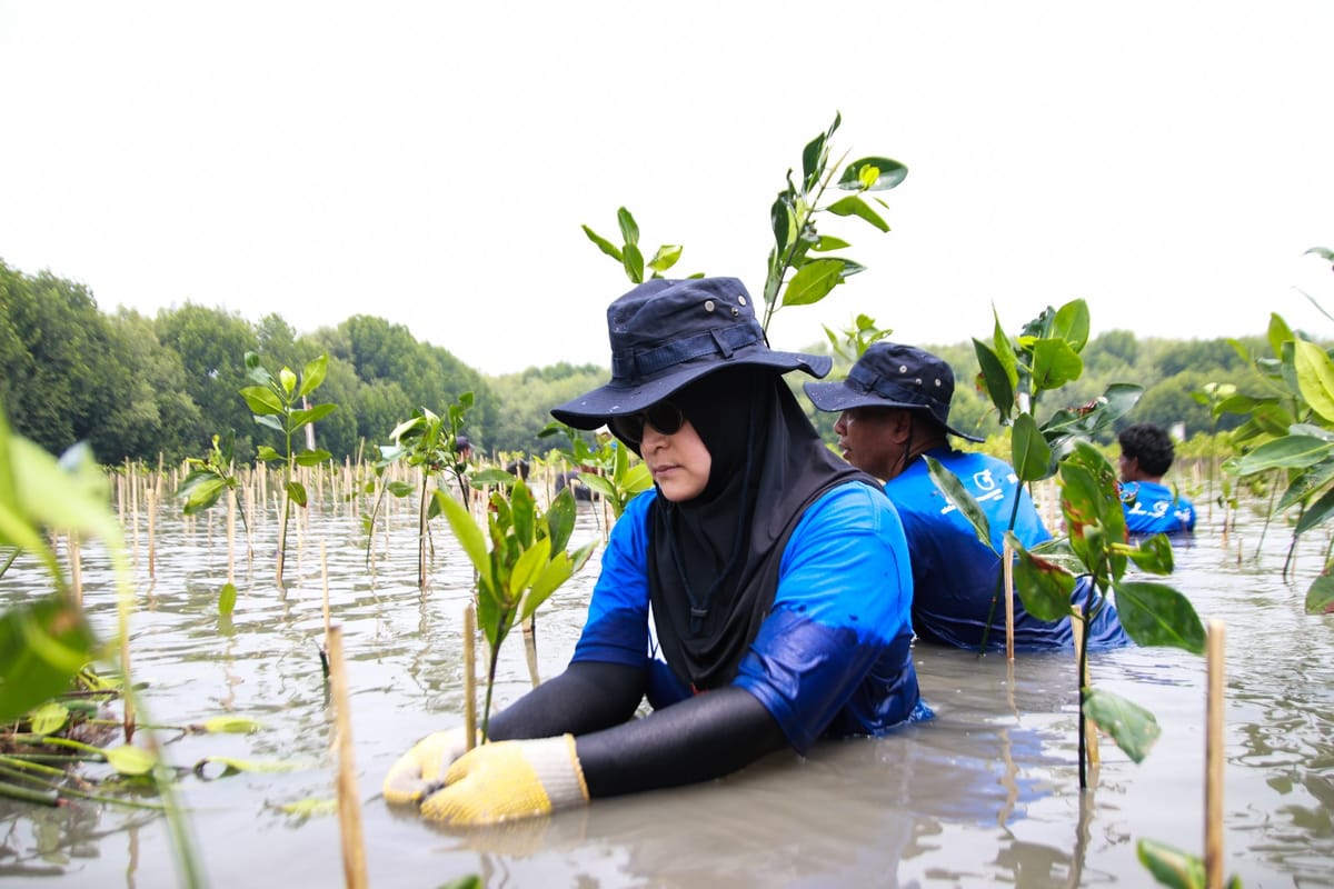 Mangrove Donasi MedcoEnergi Selamatkan Pantai Sederhana Dari Abrasi
