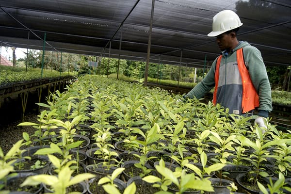 Vale Kembalikan Area Tambang Menjadi Hutan