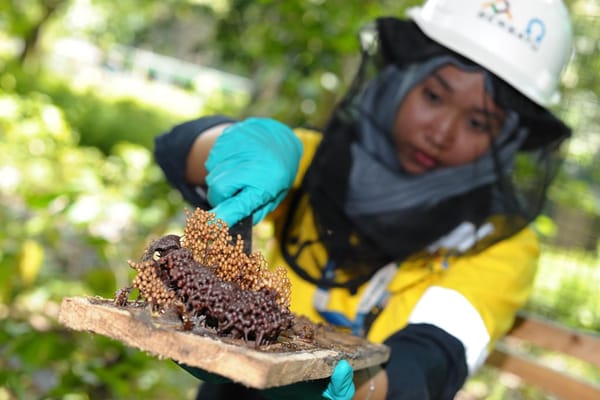Amman Mineral Kembangkan Budidaya Madu Trigona