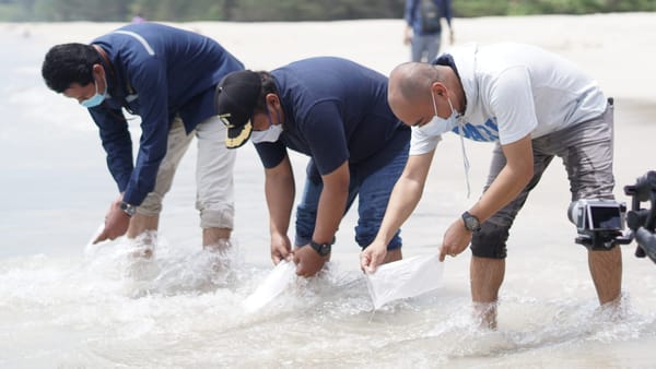 PT Timah Lepas Ratusan Anakan Cumi Di Pantai Tikus, Bangka
