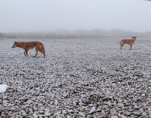 PT Freeport Indonesia Dukung Penelitian Uncen untuk Lindungi Anjing Bernyanyi di Pegunungan Papua