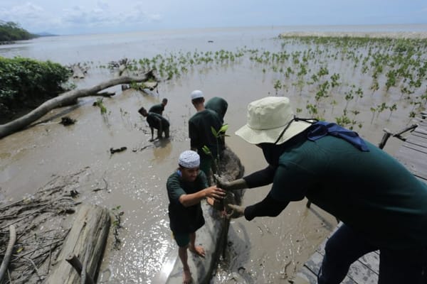 Cegah Abrasi , PLN Tanam 10.000 Mangrove di Kalbar