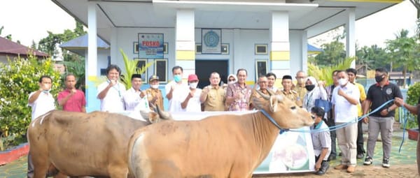 Peringati Idul Adha 1443 H, ANTAM Salurkan 240 Hewan Kurban di Seluruh Wilayah Operasi