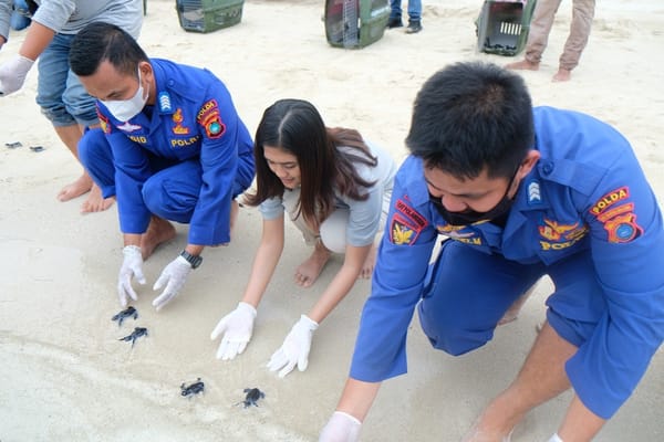 PT Timah Lepasliarkan Ratusan Anak Penyu ke Pulau Ketawai Bangka