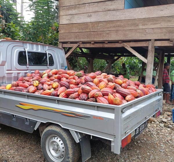 JRBM Bangun Kemandirian Ekonomi Masyarakat Lewat Budidaya Kakao Varietas Unggul