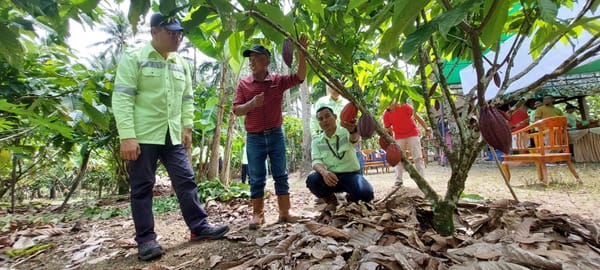 Berdayakan Masyarakat Lingkar Tambang, J Resources Sukses Lakukan Panen Pertama Kakao