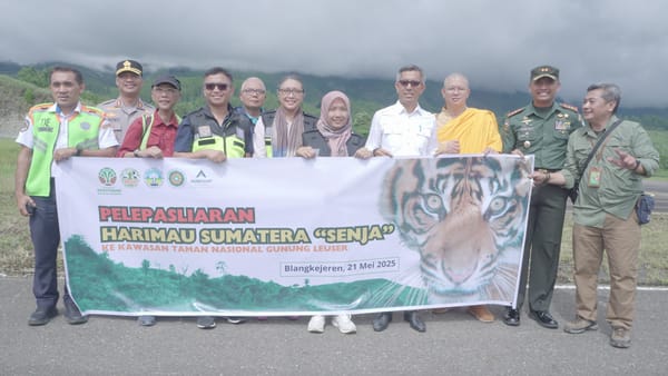 PTAR Dukung Pelepasliaran "Senja", Harimau Sumatera Ke Habitatnya