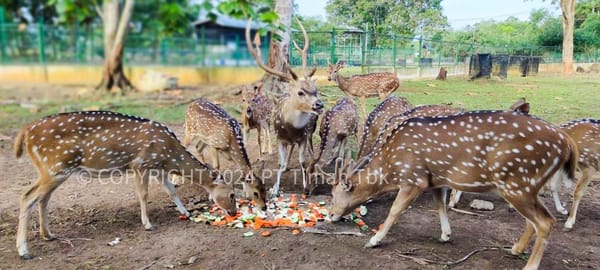PT Timah Laksanakan Program Kehati Hingga Pusat Penyelamatan Satwa Endemik