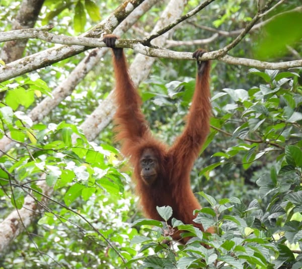 Jurus Konservasi Berbasis Sains Dari Martabe untuk Orangutan Tapanuli